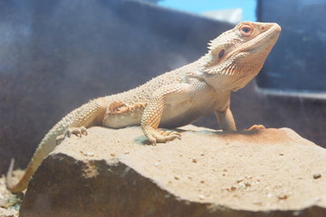 Standing central bearded dragon