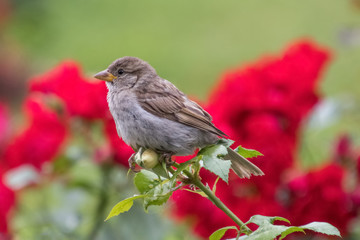 Obraz premium Passer domesticus. Sparrow on rose flower.