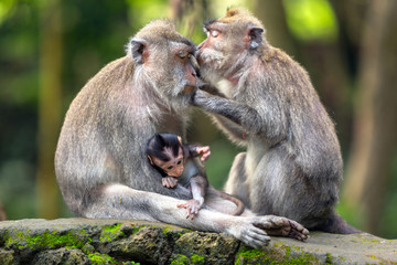 Family of different ages monkeys sits and cleans each other on the rock in the rainforest of Ubud.