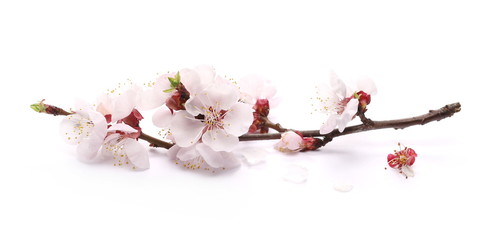 Blooming apricot tree flowers isolated on white background