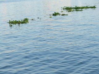Water Hyacinth on river
