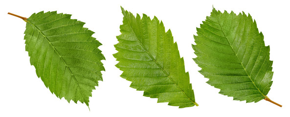 Hazelnut isolated on white