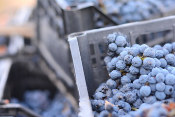 grape harvest on october. 
