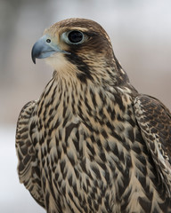 Peregrine Falcon closeup