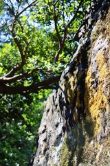 Sunlight falling through the leaves on the stones