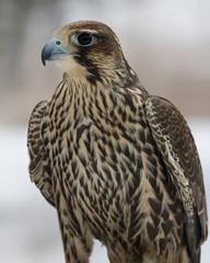 Peregrine Falcon closeup