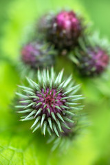 Distel