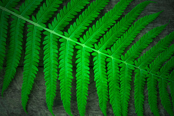 Green fern leaf close-up. Natural background top view