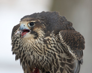 Peregrine Falcon closeup