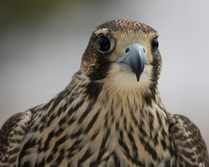 Peregrine Falcon closeup