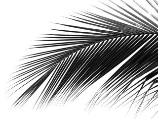 Fototapeta premium beautiful palm leaf on white background