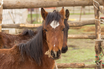 Horses close-up, with a white patch on the forehead.