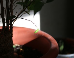 One leaf in the sunlight 