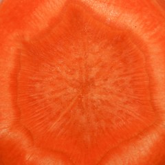 Carrot texture 