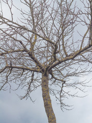 Tall tree at the height and in the background of a small town.