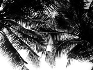 beautiful palm leaf on white background
