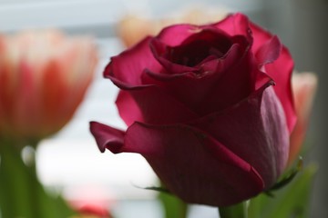 Dark red rose closeup 
