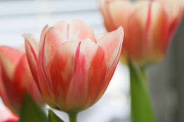 Pink tulip closeup