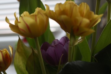 Yellow and purple tulips 