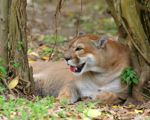 Cougar puma mountain lion