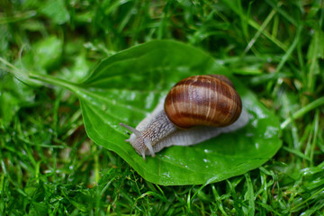 Close-up of snail on the leaf