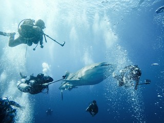 Giant whaleshark with divers