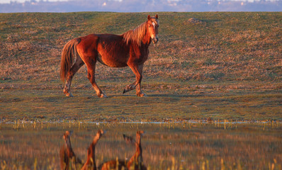 Sorrel wild horse on the watering place