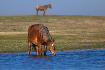 Sorrel wild horse drinking on the watering place