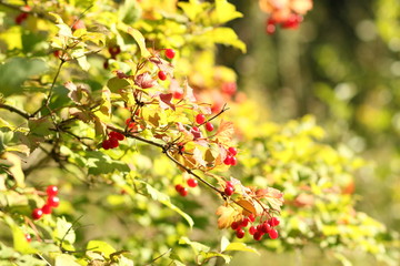 branch of apple tree