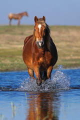 Sorrel horse walking through the water