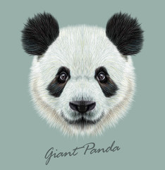 Panda animal cute face. Vector Asian bear head portrait. Realistic fur portrait of bamboo animal on blue background.