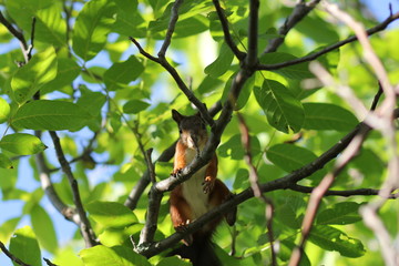 squirrel on tree