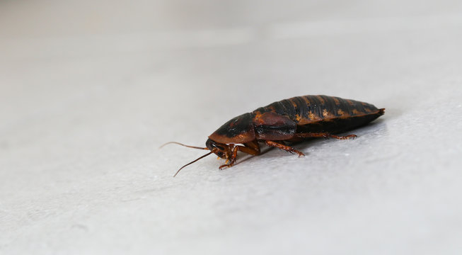 Cockroach in toalet