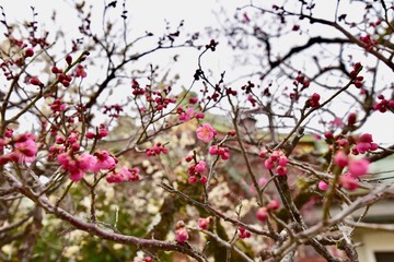 北野天満宮と梅