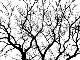 Silhouette dry branch tree