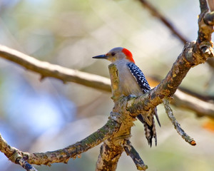 Red-bellied Woodpecker