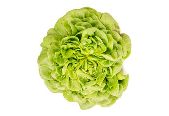 Head of Organic fresh Salanoca Descartes lettuce