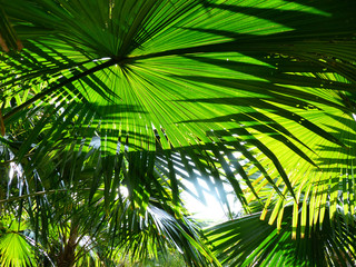 palm leaf of tree in sunlight with shadow