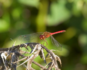 dragonfly on leaf