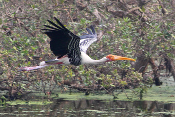 pelican is flying