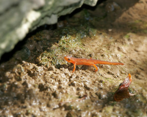 Red Eft newt