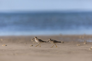Fototapeta na wymiar Sandpiper birds at the seashore feathering and foraging in a peaceful morning bird watching scene
