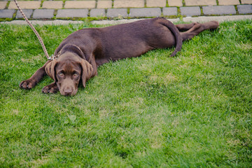 Pies wyżeł leżący na trawie
