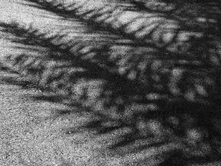 palm tree shadow on asphalt road