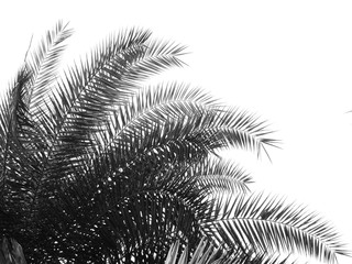 beautiful palm leaf on white background