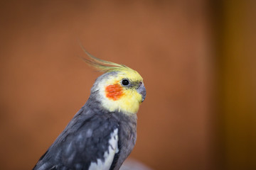 domestic bird calopsita, closeup animal bird.