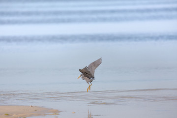Naklejka premium Pacific Reef-egret, Egretta sacra foraging in the low tide shallow water blue sea in a morning sunrise tranquil scene