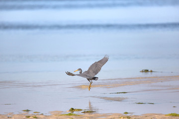 Pacific Reef-egret, Egretta sacra foraging in the low tide shallow water blue sea in a morning sunrise tranquil scene