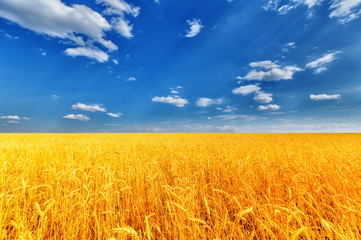 Naklejka premium Wheat ears and cloudy sky