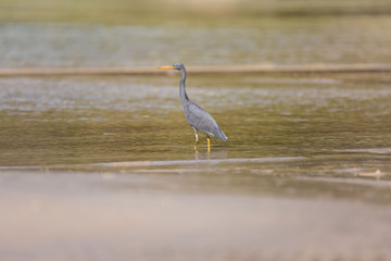 Pacific Reef-egret, Egretta sacra foraging in the low tide shallow water blue sea in a morning sunrise tranquil scene